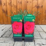 Ruža veľkokvetá (Rosea) ´DUFTPARADIES´ - výška 10-20 cm, P11